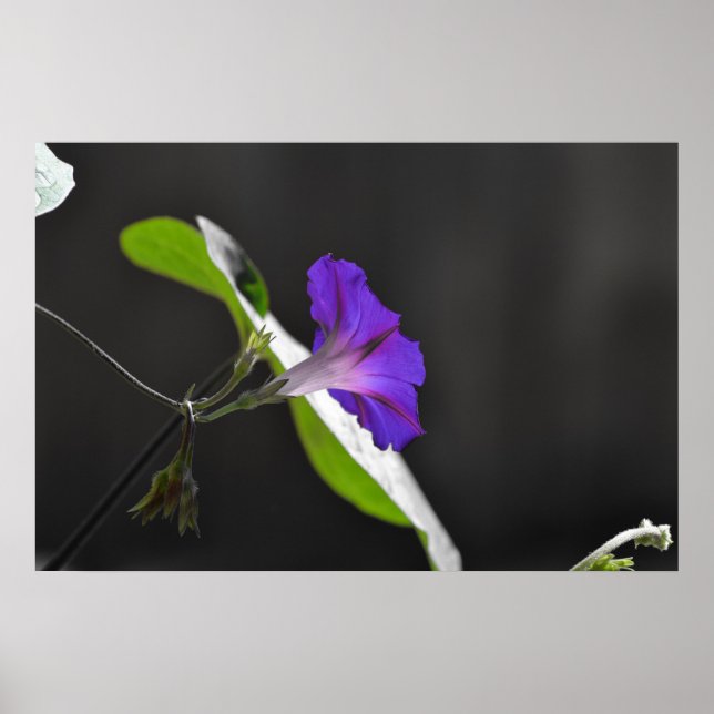Purple Morning Glory Flower Poster (Front)