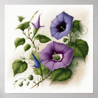 Purple Morning Glory Flowers Art Print Poster