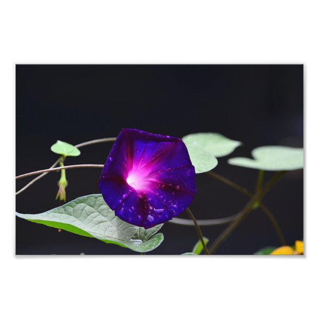 Purple Morning Glory - Grandpa Ott's Photo Print (Front)