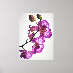 Purple Moth Orchid Flower Canvas Print
