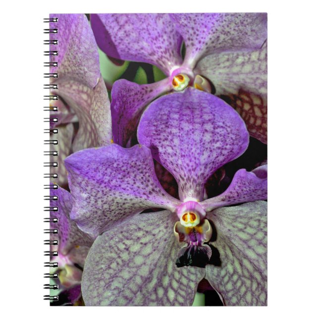 Purple moth orchid flowers in full bloom spiral notebook (Front)