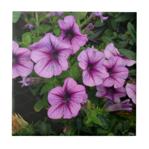 Purple Mum Tile