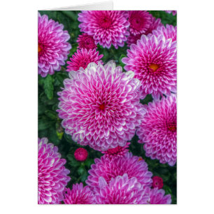 Purple Mums