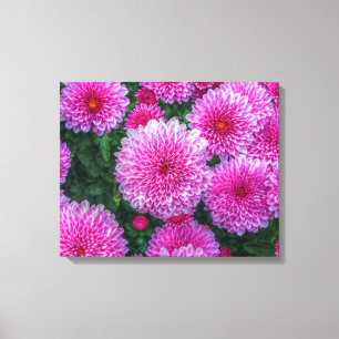 Purple Mums Canvas Print