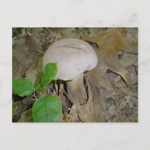 Purple Mushroom Postcard
