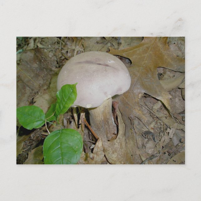 Purple Mushroom Postcard (Front)