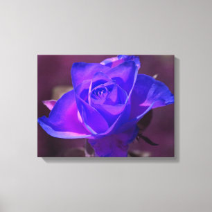 Purple N Pink Rose Wrapped Canvas