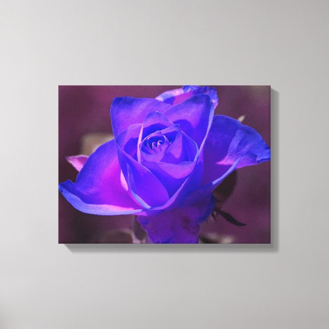 Purple N Pink Rose Wrapped Canvas (Front)