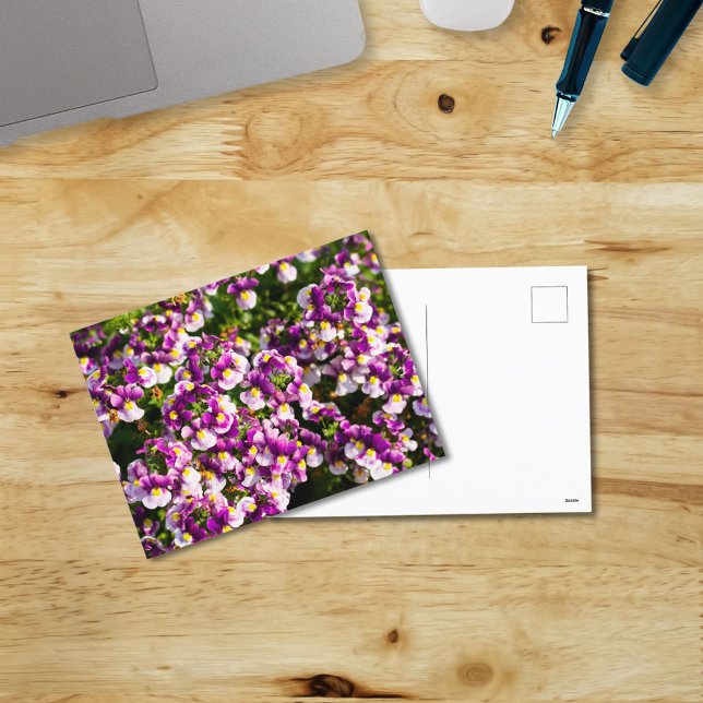 Purple Nemesia Flowers Postcard (Creator Uploaded)