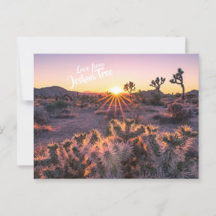 Purple Orange Cholla Cactus Joshua Tree Sunset Postcard