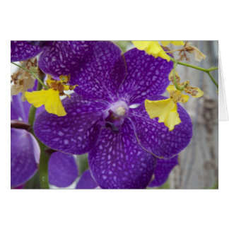 Purple Orchid