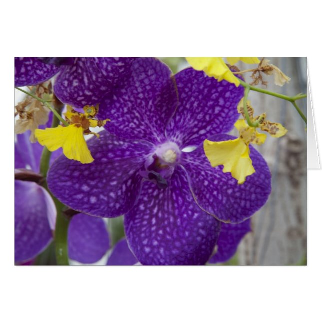 Purple Orchid (Front Horizontal)