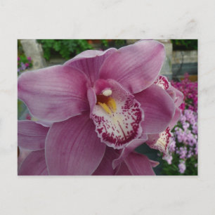 Purple Orchid and Garden Colourful Floral Postcard