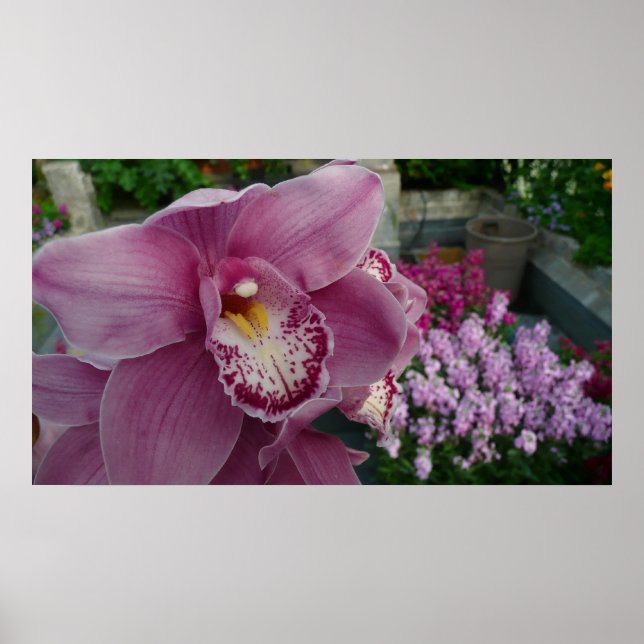 Purple Orchid and Garden Colourful Floral Poster (Front)
