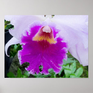 purple orchid flower poster