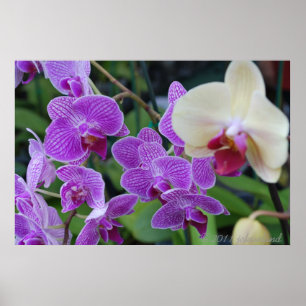 Purple Orchid from Orchid Island Florida Poster