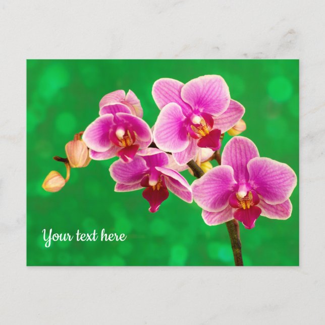Purple Orchid on Green Postcard (Front)