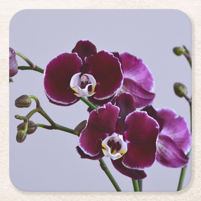Purple Orchid Paper Coaster (Front)