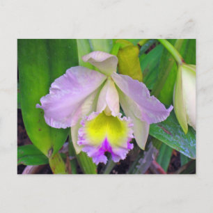 Purple Orchid Postcard