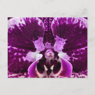Purple Orchid Postcard