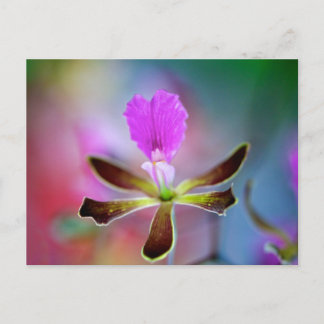 Purple Orchid Postcard