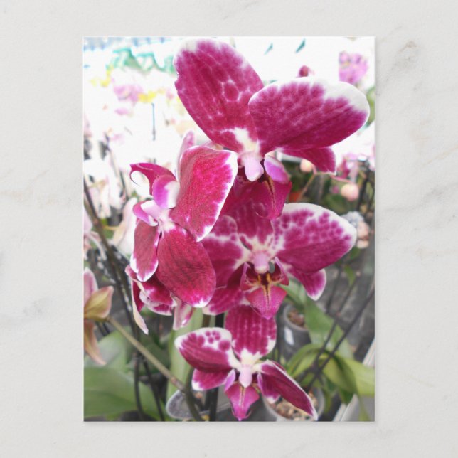 Purple Orchid Postcard (Front)