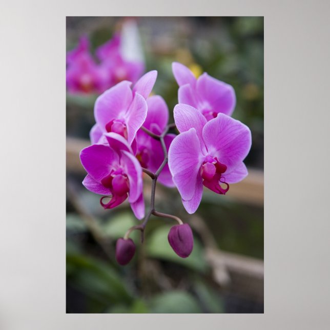 Purple orchids in bloom poster (Front)
