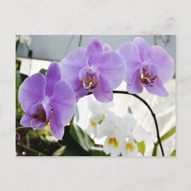 Purple Orchids on a Vine Postcard (Front)