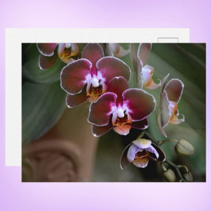 Purple Orchids Photographic Botanical Postcard