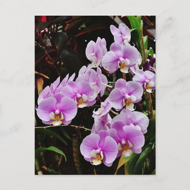 Purple Orchids Postcard (Front)