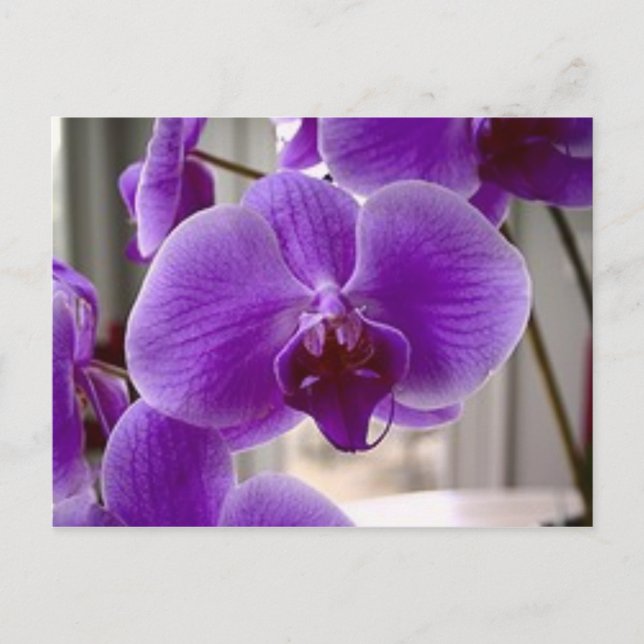 Purple Orchids Postcard (Front)