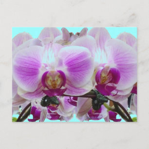 Purple orchids postcard