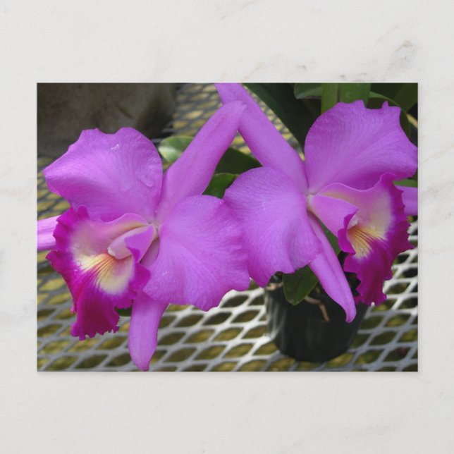 Purple Orchids Postcard (Front)