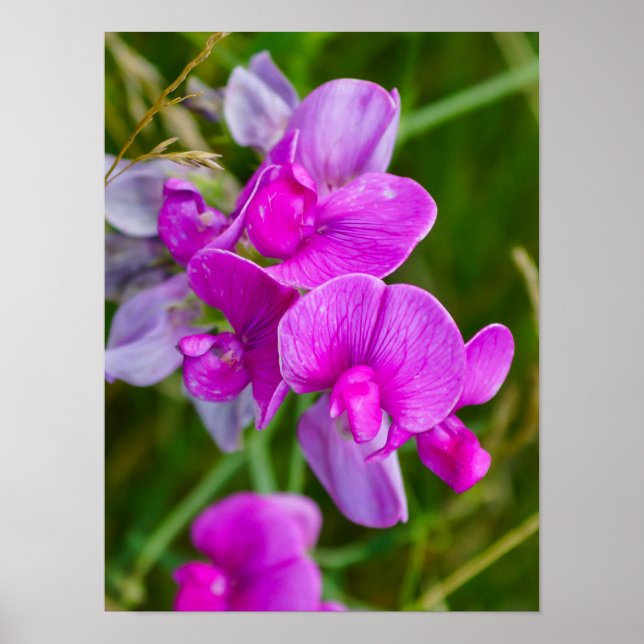 Purple Orchids Poster (Front)