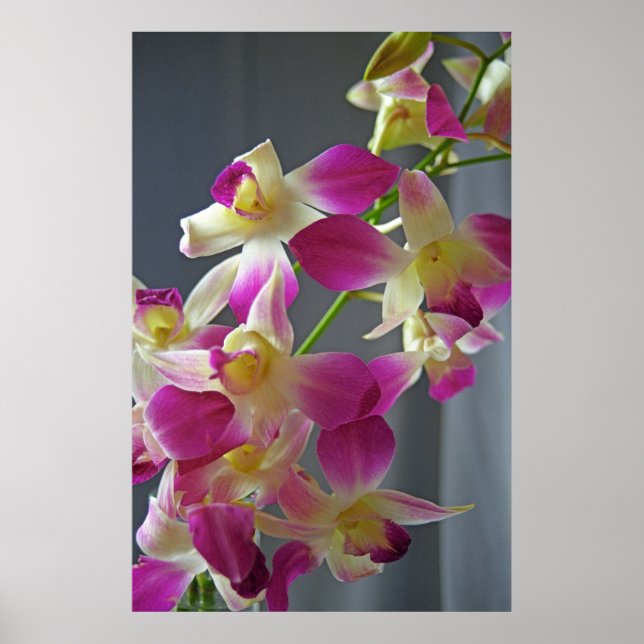 Purple Orchids Poster Print (Front)