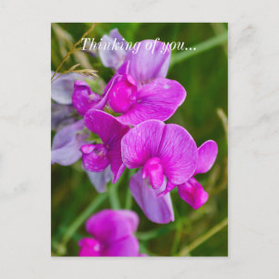 Purple Orchids Thinking Of You Postcard