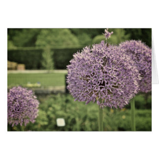 Purple Ornamental Onion