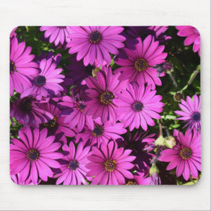 Purple Osteospermum Flowers Mouse Pad