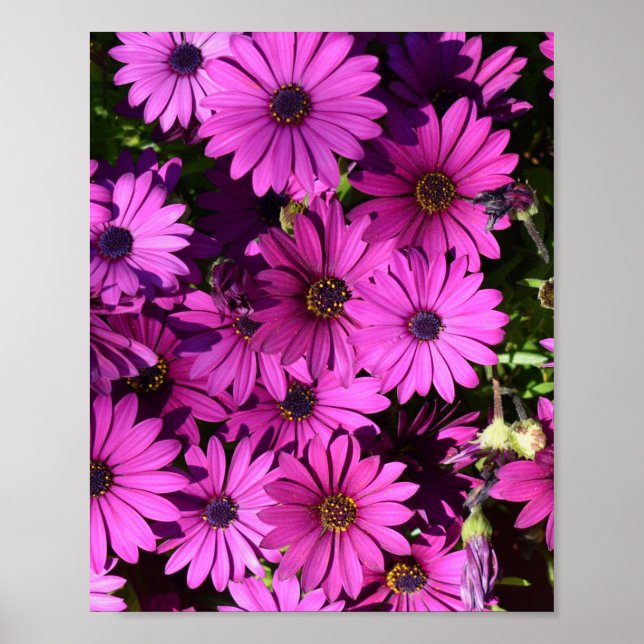 Purple Osteospermum Flowers Poster (Front)