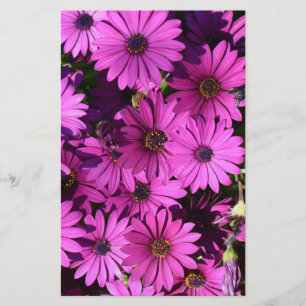 Purple Osteospermum Flowers Stationery