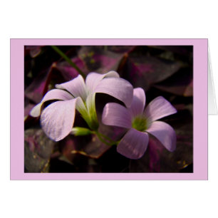 Purple Oxalis Blossoms