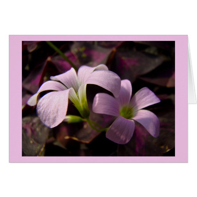 Purple Oxalis Blossoms (Front Horizontal)