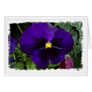 Purple Pansie