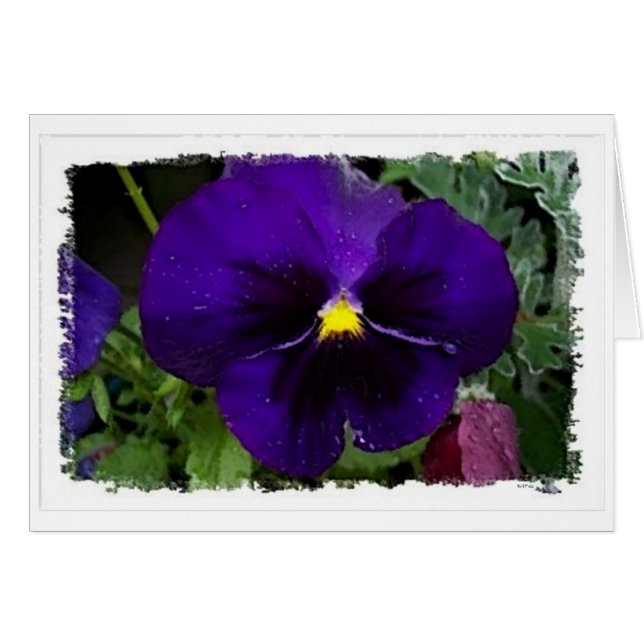 Purple Pansie (Front Horizontal)