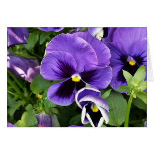 purple pansies