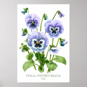 Purple Pansies Botanical Art Print