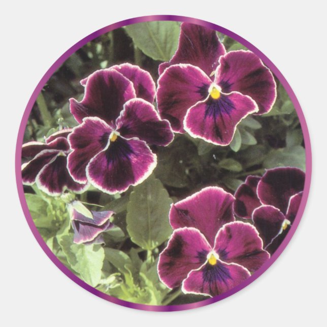 Purple Pansies Classic Round Sticker (Front)