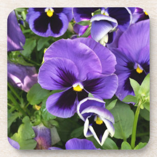 purple pansies coaster