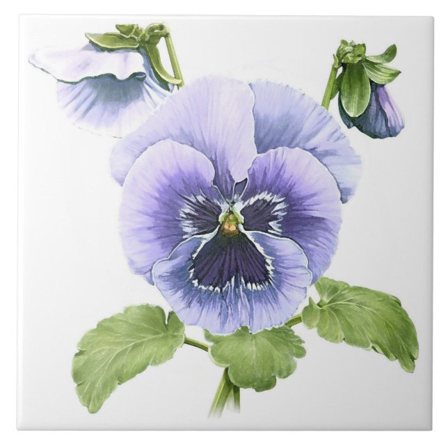 Purple Pansies Flowers Botanical Art Tile (Front)