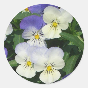 Purple Pansies Garden Floral Classic Round Sticker